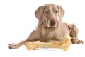 Dog with big bone over white Royalty Free Stock Photo