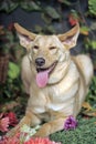 Dog with big ears Royalty Free Stock Photo