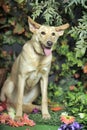 Dog with big ears Royalty Free Stock Photo