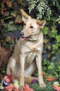 Dog with big ears Royalty Free Stock Photo