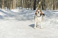 A dog with big and funny ears barking in a winter park Royalty Free Stock Photo