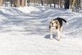 A dog with big and funny ears barking in a winter park Royalty Free Stock Photo