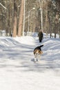 A dog with big and funny ears barking in a winter park. vertical photo Royalty Free Stock Photo