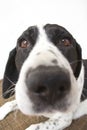 Dog with a big nose Royalty Free Stock Photo