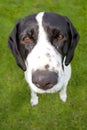 dog with big nose Royalty Free Stock Photo