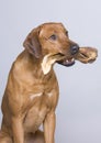 Dog with big treat Royalty Free Stock Photo