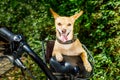 Dog on a bike trailer or basket