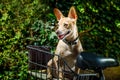 Dog on a bike trailer or basket