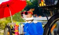 Dog on a bike trailer on summer vacation