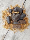 Dog and bird food, snack sausage from hermetia larvae