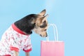dog birthday, cute dog looks into a package with gifts, copy space