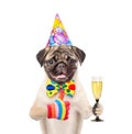 Dog in birthday hat holding glass of champagne and showing thumbs up. isolated on white background
