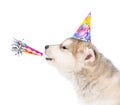 Dog in birthday hat whistle blowing. isolated on white background Royalty Free Stock Photo