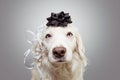 Dog birthday, new year present covered with black serpentine and ribbon. on white background
