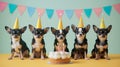 Dog Birthday party with cake candle and birthday caps. Birthday party for chihuahua puppy on a background of one color Royalty Free Stock Photo