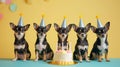 Dog Birthday party with cake candle and birthday caps. Birthday party for chihuahua puppy on a background of one color Royalty Free Stock Photo