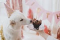 Dog birthday party. Cute dog in pink party hat with birthday cupcake with candle in festive room Royalty Free Stock Photo