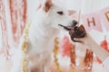 Dog birthday party. Cute dog tasting birthday cupcake with candle on background of pink garland Royalty Free Stock Photo