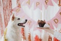 Dog birthday party. Cute dog looking at birthday cupcake with candle on background of pink garland Royalty Free Stock Photo