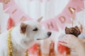 Dog birthday party. Cute dog looking at birthday cupcake with candle on background of pink garland Royalty Free Stock Photo