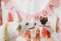 Dog birthday party. Cute dog in pink party hat with birthday cupcake with candle in festive room Royalty Free Stock Photo