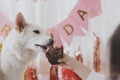 Dog birthday party. Cute dog tasting birthday cupcake with candle on background of pink garland Royalty Free Stock Photo