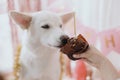 Dog birthday party. Cute dog tasting birthday cupcake with candle on background of pink garland Royalty Free Stock Photo