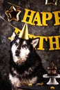 Dog birthday party. Malamut with cake Royalty Free Stock Photo