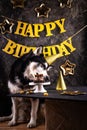 Dog birthday party. Malamut with cake Royalty Free Stock Photo