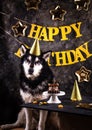 Dog birthday party. Malamut with cake Royalty Free Stock Photo