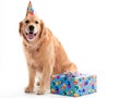Dog with Birthday present Royalty Free Stock Photo