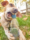 Dog bite plastic botlle of water Royalty Free Stock Photo