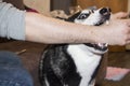 A dog bites a man`s hand. Aggressive dog attack bites a person`s hand