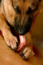 Dog Biting Bone Royalty Free Stock Photo