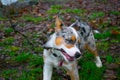 Dog biting a stick