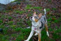 Dog biting a stick