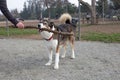 A dog biting a stick in a dog park