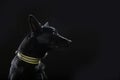 Dog on black background Royalty Free Stock Photo