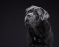 dog on a black background. Blue Intalian Cane Corso