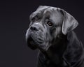 dog on a black background. Blue Intalian Cane Corso