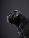 dog on a black background. Blue Intalian Cane Corso