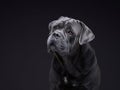 dog on a black background. Blue Intalian Cane Corso