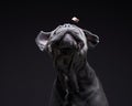 dog on a black background. Blue Intalian Cane Corso