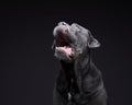 dog on a black background. Blue Intalian Cane Corso