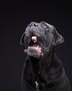 dog on a black background. Blue Intalian Cane Corso