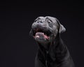 dog on a black background. Blue Intalian Cane Corso