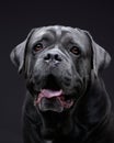 dog on a black background. Blue Intalian Cane Corso