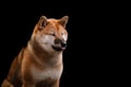 Dog on a black background. Furry Shiba Inu in the studio Royalty Free Stock Photo