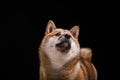 Dog on a black background. Furry Shiba Inu in the studio Royalty Free Stock Photo