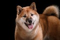 Dog on a black background. Furry Shiba Inu in the studio Royalty Free Stock Photo